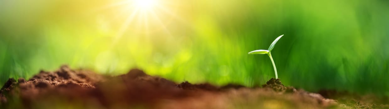 Panoramic view of the young sprout in black soil in nature. Concept of new life, gardening and farming.