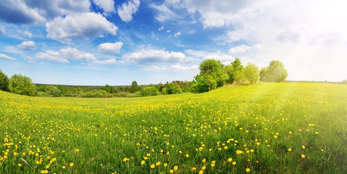 Sunshine on the field with blooming dandelions in natural park. Concept of the family vacation and weekend.