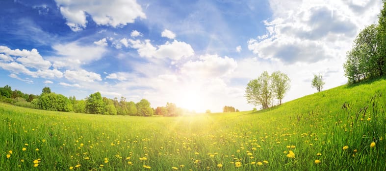 Sunrise on the field with blooming dandelions in natural park. Concept of the family vacation and weekend.