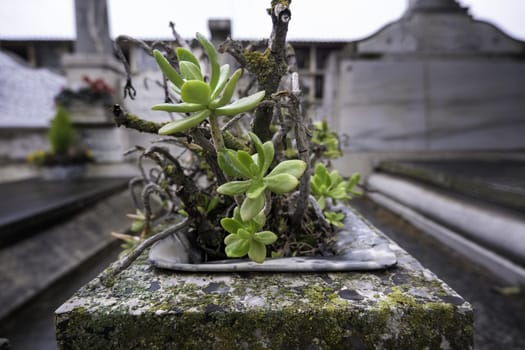 Detail of old flowers, offering for the dead