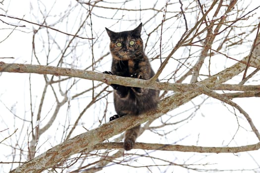 A young tortoiseshell cat in winter on a tree