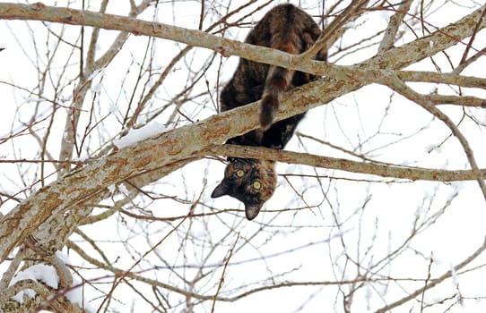 A young tortoiseshell cat in winter on a tree