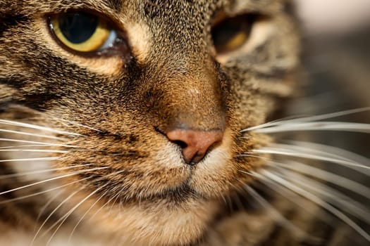 Portrait of a house cat, a cat with reddish-brown fur.