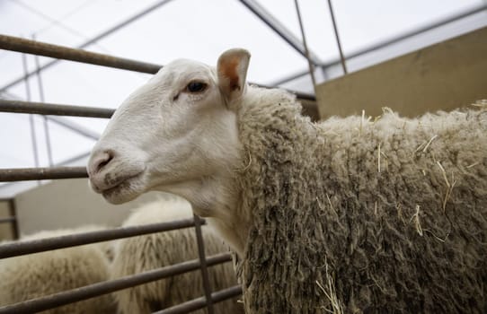 Detail of mammals in a farm, meat industry