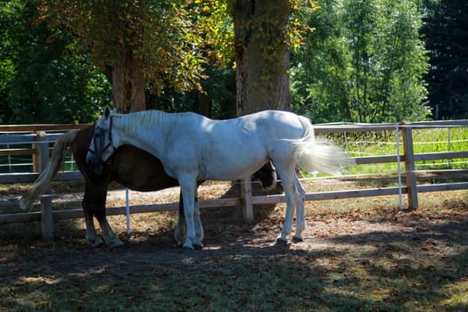 Two horses are standing next to one another in the shade in a paddock.