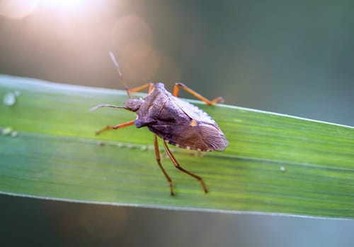 A red-legged tree bug, Pentatoma rufipes, is sitting on a leaf.
