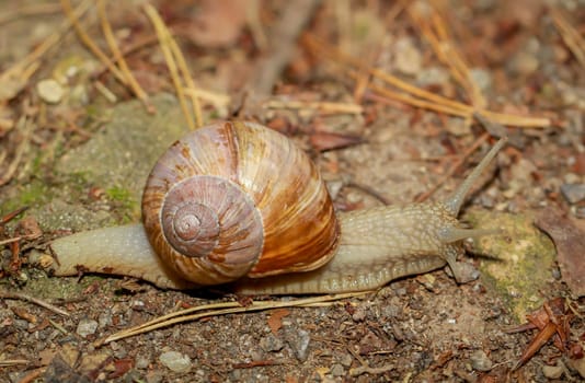 A snail on a meadow.