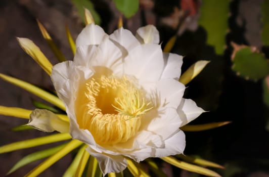 The flower, bud of the dragon fruit, cactus of the dragon fruit.