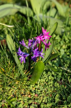 Close-up of opened flower of hyacinth.