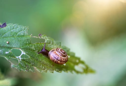 A ribbon snail on the leaf of a stinging nettle.