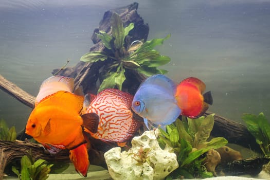 A group of discus fish in an Amazon basin aquarium.