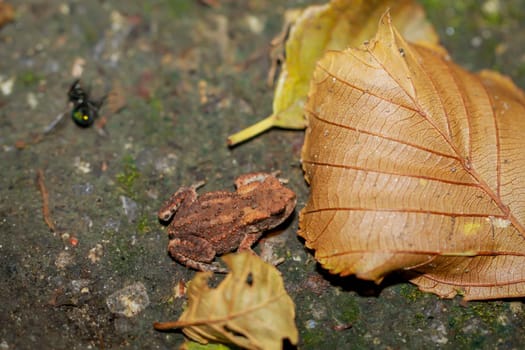 A still very young common toad, a Bufo bufo in a wet ditch.