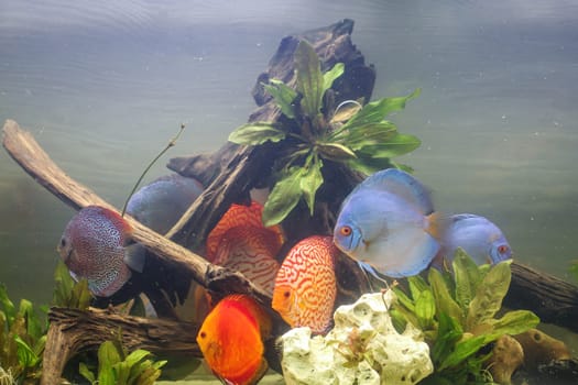 A group of discus fish in an Amazon basin aquarium.