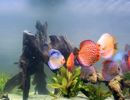 A group of discus fish in an Amazon basin aquarium.