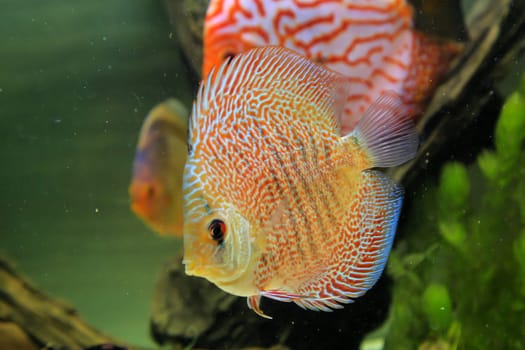 Portrait, close up of discus fish. Discus in aquarium. Amazon tank.