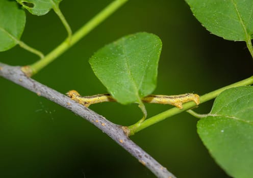 A caterpillar of a frost moth well camouflaged among the leaves of a shrub.