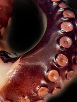 Close-up of a section of an octopus arm.
