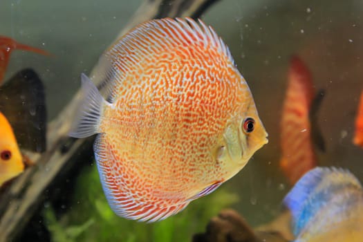 Portrait, close up of discus fish. Discus in aquarium. Amazon tank.