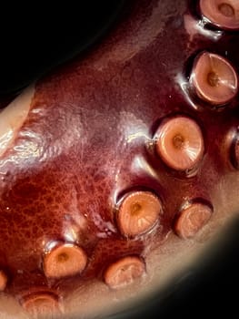 Close-up of a section of an octopus arm.