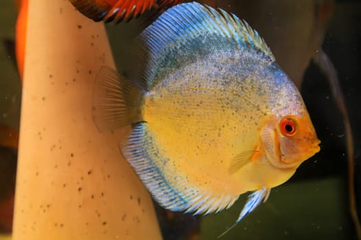 Portrait, close up of discus fish. Discus in aquarium. Amazon tank.