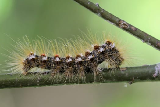 The caterpillar of a goldafter, butterfly on a plant.