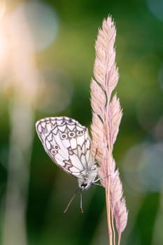 A checkerboard butterfly on a grass plant in a meadow.
