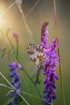 A checkerboard butterfly on a grass plant in a meadow.