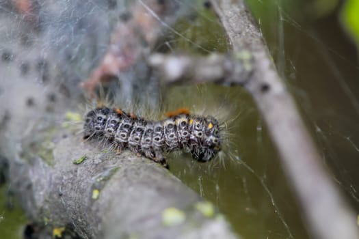 A caterpillar (dark version) of the hare owl.