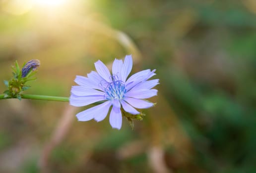 The blue flower of a chicory, Cichorium intybus L.