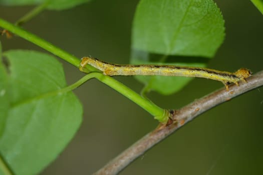 A caterpillar of a frost moth well camouflaged among the leaves of a shrub.