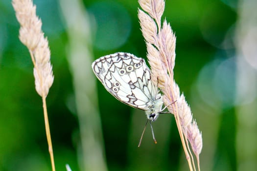 A checkerboard butterfly on a grass plant in a meadow.