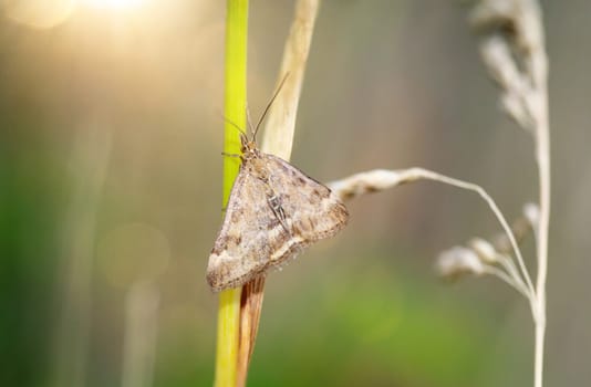 A heath moth on a dry stalk in a meadow.