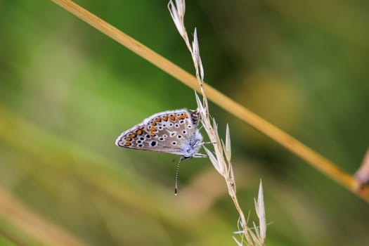 A blue butterfly on a grass plant. There are many species of blue butterflies.