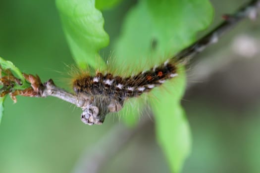 The caterpillar of a goldafter, butterfly on a plant.