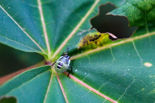 The larva of a presumed green stink bug on a leaf.
