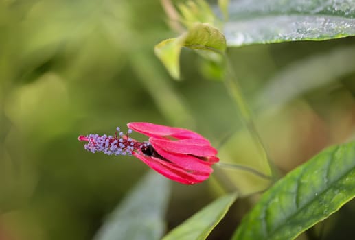 Close up of a red hibiscus flower in the garden. A pavonia multiflora.