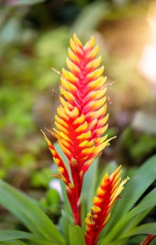 Flower of the Inflated Vriesea, also called flaming sword.