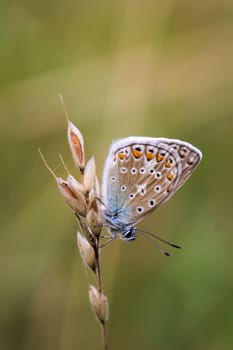 A blue butterfly on a grass plant. There are many species of blue butterflies.