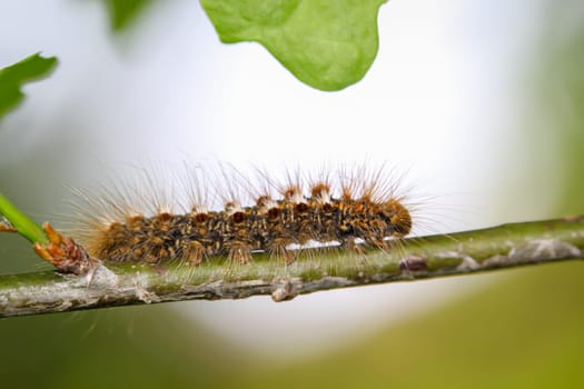 The caterpillar of a goldafter, butterfly on a plant.