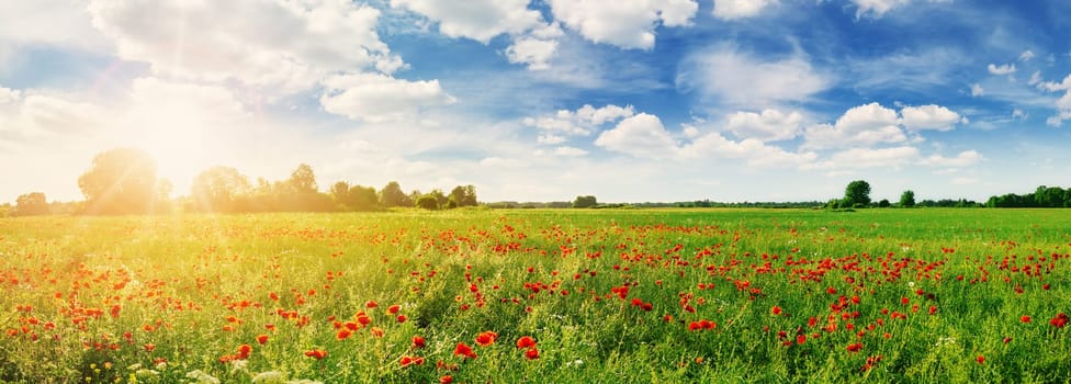 Panoramic view of the field with red poppy flowers in the morning. Beautiful background.