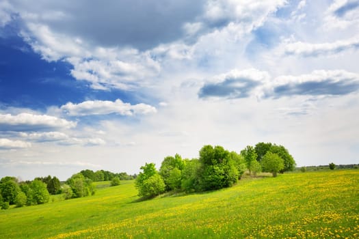 Sunny day on the field with blooming dandelions in natural park. Concept of the family vacation and weekend.