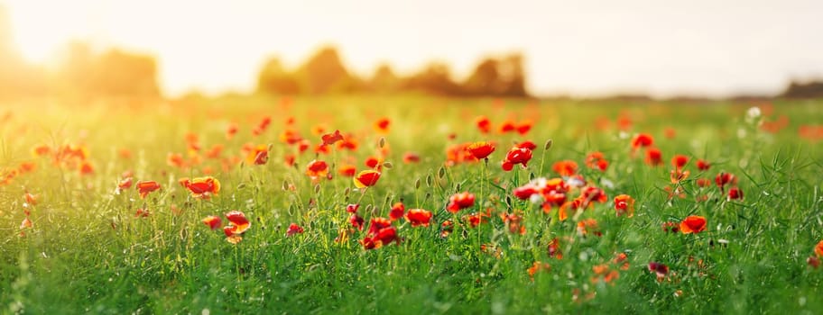 Panoramic view of the poppy red flowers in the field in the sunset. Beautiful background.