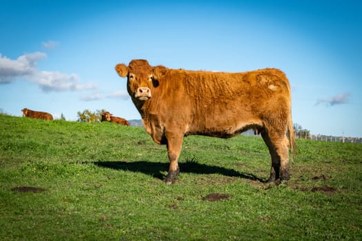 Agriculture situation with a beautiful female cow in the countryside