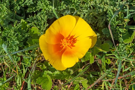 California Poppy Growing on the Coast in Spring in Point Reyes National Seashore in California