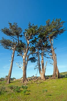 Monterey cypress on a Wind Swept Hill in Point Reyes National Seashore in California