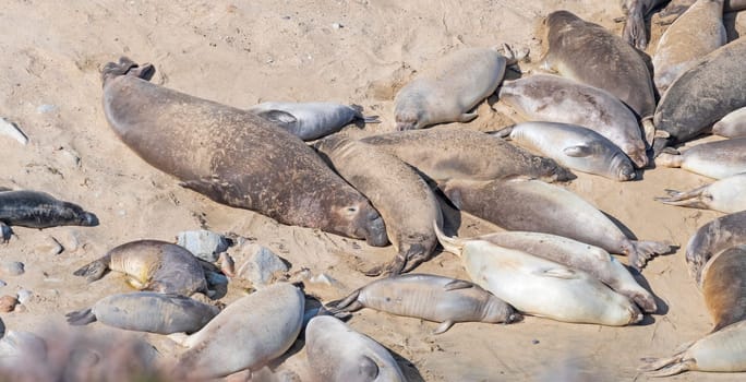 Elephant Seals Resting on a Remote Beach in Point Reyes National Seshore in California