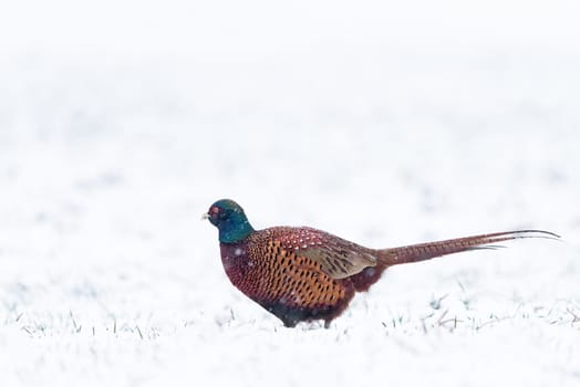 Male ring necked pheasant in winter