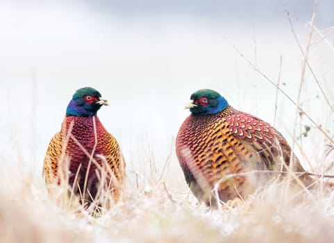 Pheasant, Phasianus. Two wild male bird stands on the snow
