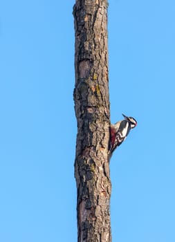 Red Woodpecker on a bare tree trunk