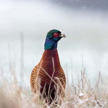 Close up photo of Common Pheasant, Phasianus colchicus on snow in sunny winter day.